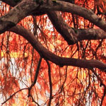 短信网页在线轰炸