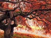 防封号外呼软件